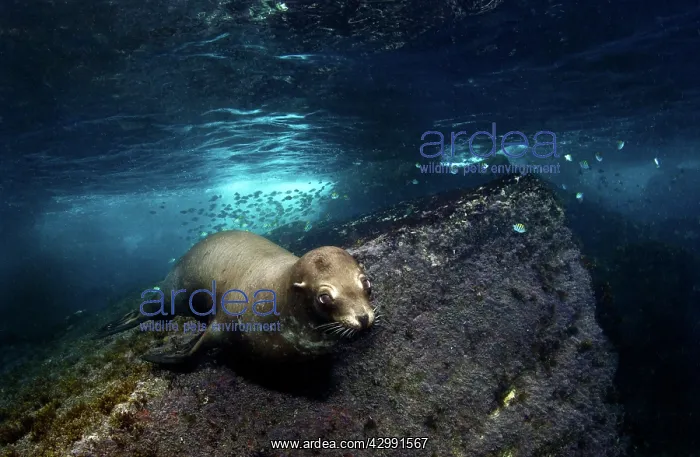 : California Sea lion : California Sea lion