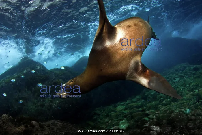 : California Sea lion : California Sea lion