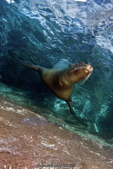 : California Sea lion : California Sea lion