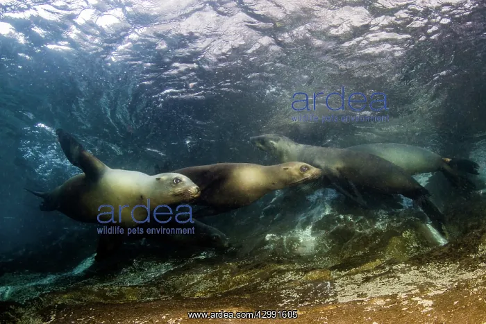 : California Sea lion : California Sea lion