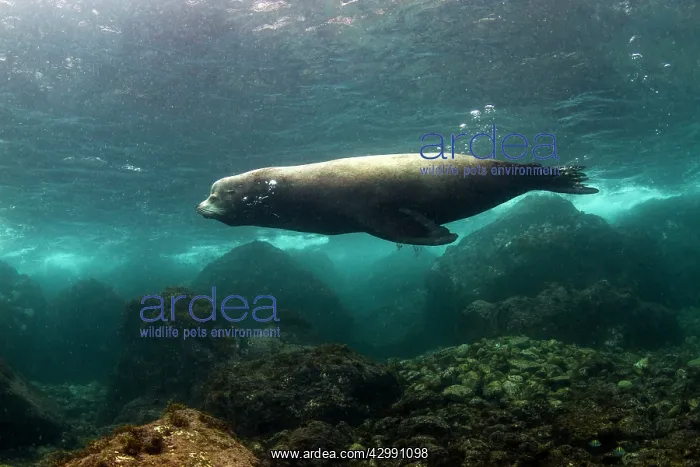 : California Sea lion Bull : California Sea lion Bull