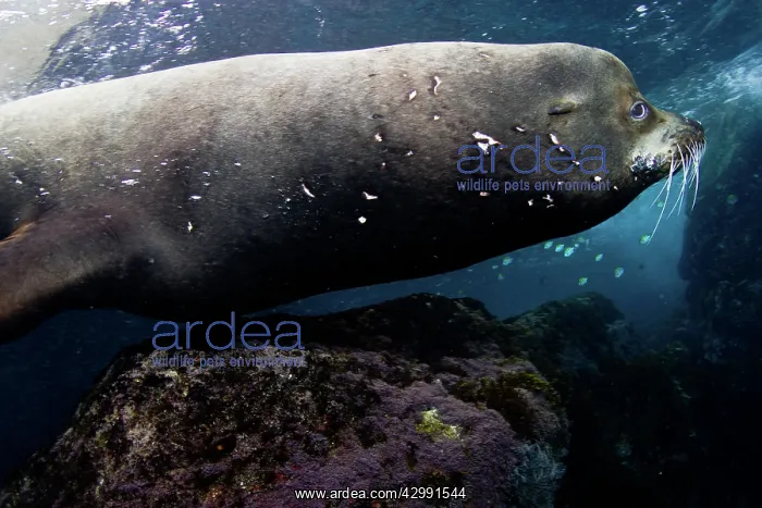 : California Sea lion Bull : California Sea lion Bull