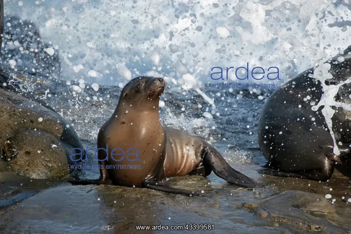 : California sea lion La Jolla, California : California sea lion La Jolla, California