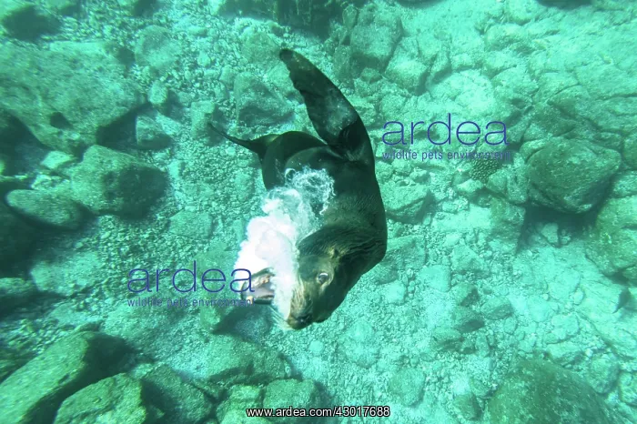 : California Sea Lion showing playful behaviour : California Sea Lion showing playful behaviour