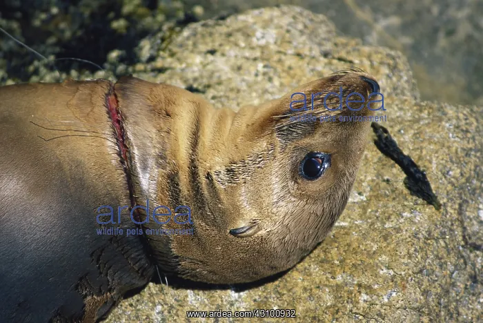 : California Sea Lion Strangled by Fishnet : California Sea Lion Strangled by Fishnet