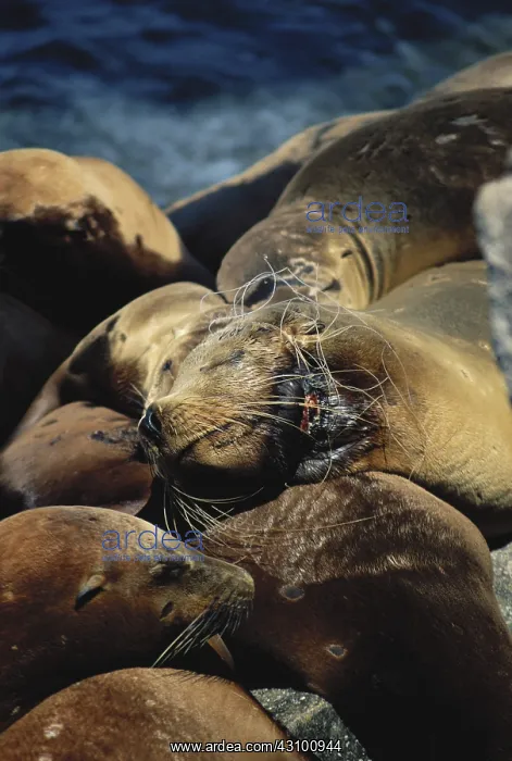 : California Sea Lion Strangled by Fishnet : California Sea Lion Strangled by Fishnet