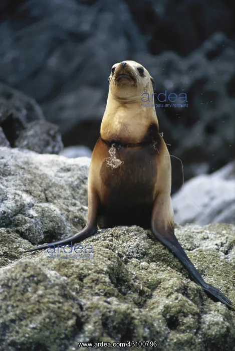 : California Sea Lion Tangled in Fishnet : California Sea Lion Tangled in Fishnet