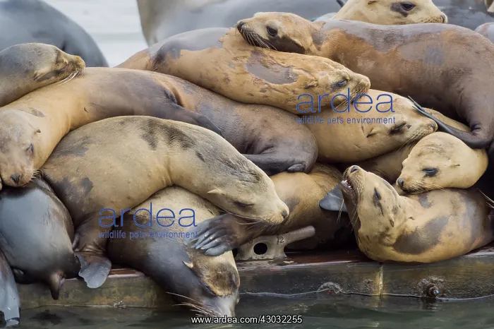 : California sea lion (Zalophus californianus) crowding : California sea lion (Zalophus californianus) crowding