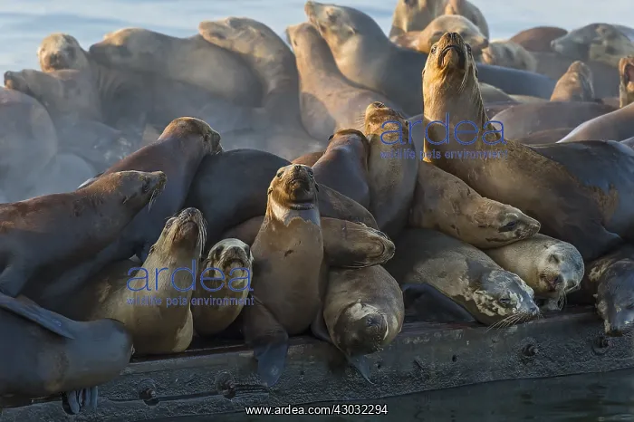 : California sea lion (Zalophus californianus) crowding : California sea lion (Zalophus californianus) crowding