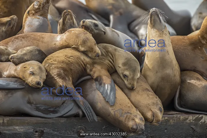: California sea lion (Zalophus californianus) crowding : California sea lion (Zalophus californianus) crowding
