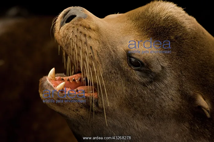  : California Sea Lion (Zalophus californianus) - Oregon