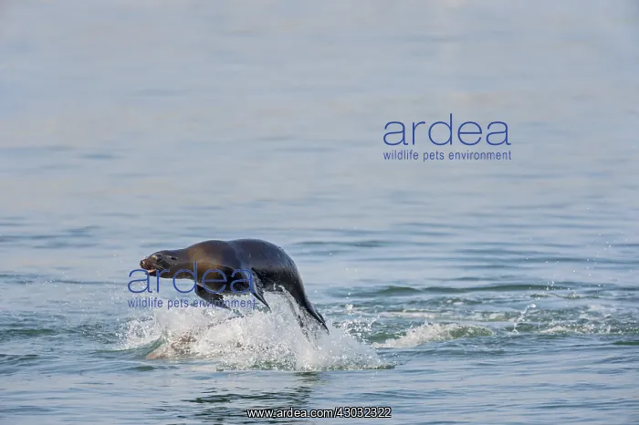 : California sea lion (Zalophus californianus) porpoising : California sea lion (Zalophus californianus) porpoising