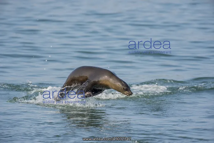 : California sea lion (Zalophus californianus) porpoising : California sea lion (Zalophus californianus) porpoising