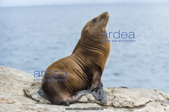 : California sea lion (Zalophus californianus) pup : California sea lion (Zalophus californianus) pup