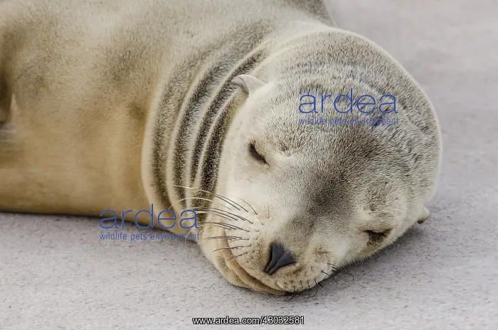 : California sea lion (Zalophus californianus) pup : California sea lion (Zalophus californianus) pup