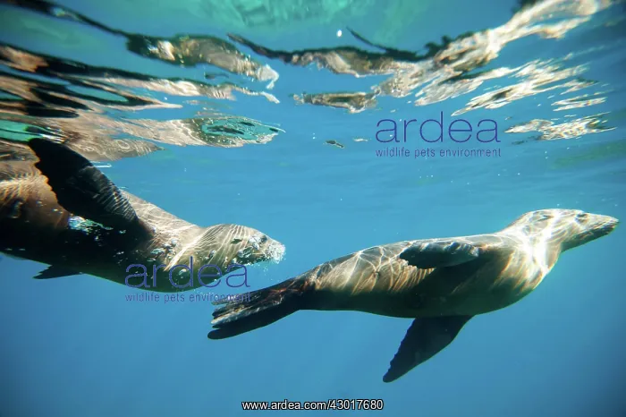  : California Sea Lions