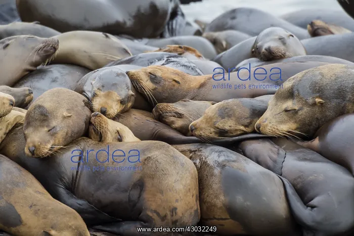 : California sea lions (Zalophus californianus) crowding : California sea lions (Zalophus californianus) crowding