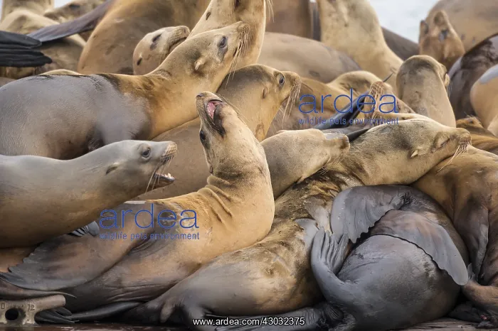 : California sea lions (Zalophus californianus) crowding : California sea lions (Zalophus californianus) crowding