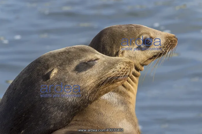 : California sea lions (Zalophus californianus) sunning : California sea lions (Zalophus californianus) sunning