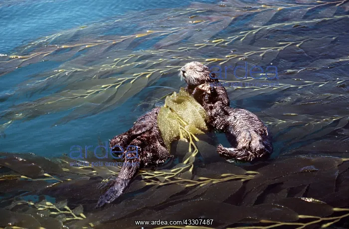 : California SEA OTTERS - two resting with kelp wrapped : California SEA OTTERS - two resting with kelp wrapped