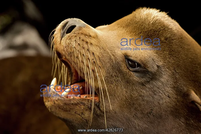 : California Sealion : California Sealion