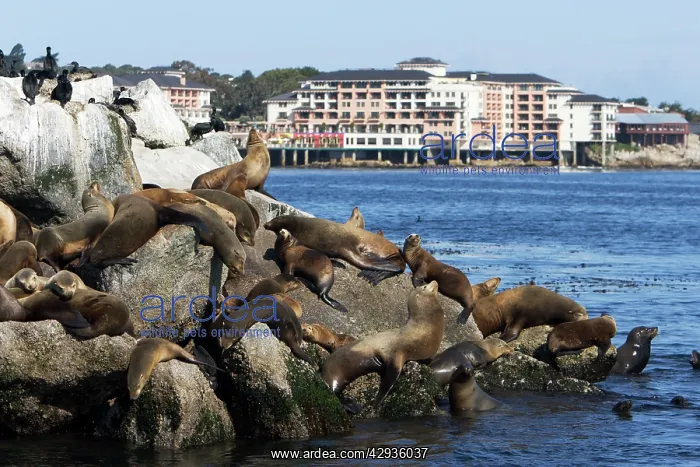 : California Sealion - resting on the breakwater : California Sealion - resting on the breakwater