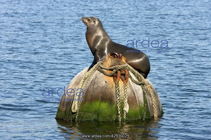 : California Sealion - resting on buoy : California Sealion - resting on buoy