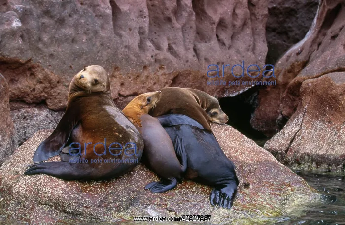 : CALIFORNIA SEALION - three on rock : CALIFORNIA SEALION - three on rock