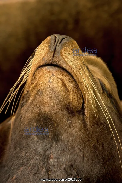 : California Sealion - showing closed nostrils : California Sealion - showing closed nostrils