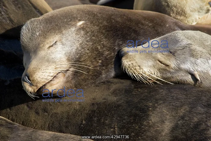: California Sealions - Adult and subadult male California : California Sealions - Adult and subadult male California