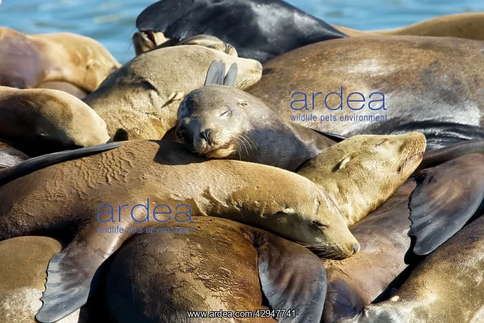 : California Sealions - Adult and subadult male California : California Sealions - Adult and subadult male California