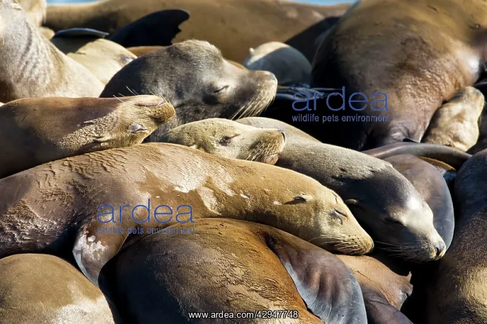 : California Sealions - Adult and subadult male California : California Sealions - Adult and subadult male California