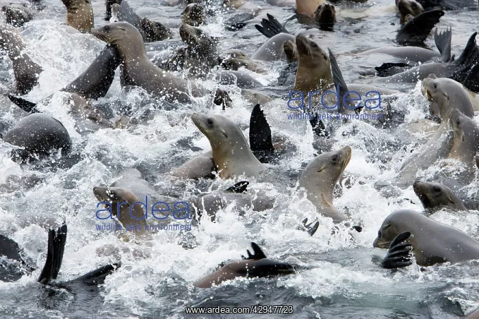 : California Sealions - cooling off in the water : California Sealions - cooling off in the water