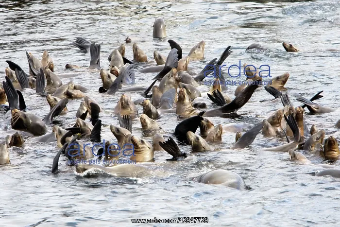 : California Sealions - cooling off in the water : California Sealions - cooling off in the water