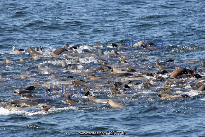 : California Sealions - group catching their breath : California Sealions - group catching their breath