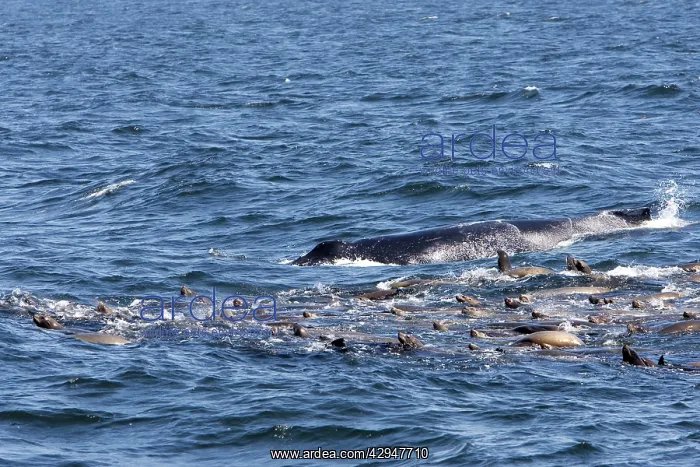 : California Sealions - group with a Humpback Whale : California Sealions - group with a Humpback Whale