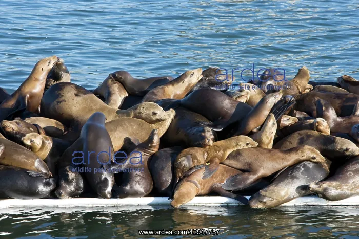 : California Sealions - resting on the visitor's : California Sealions - resting on the visitor's