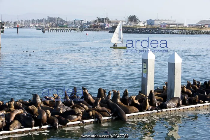 : California Sealions - resting on the visitor's : California Sealions - resting on the visitor's