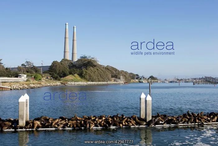 : California Sealions - resting on the visitor's : California Sealions - resting on the visitor's