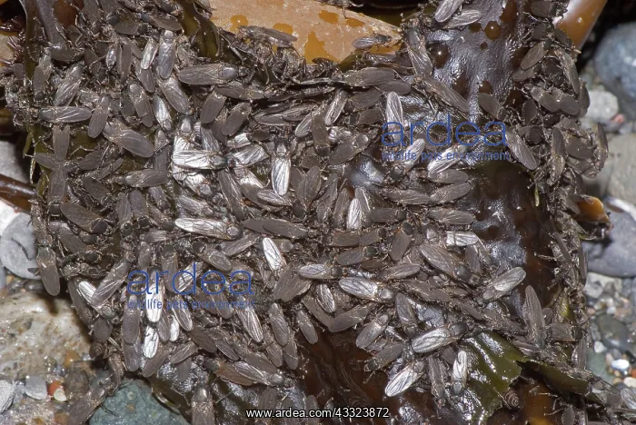 : California Seaweed Flies : California Seaweed Flies