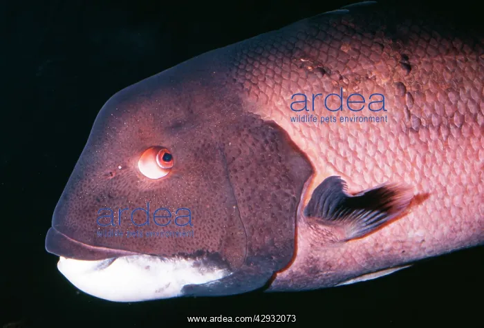 : California Sheephead Wrasse : California Sheephead Wrasse