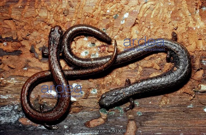 : California Slender Salamander : California Slender Salamander