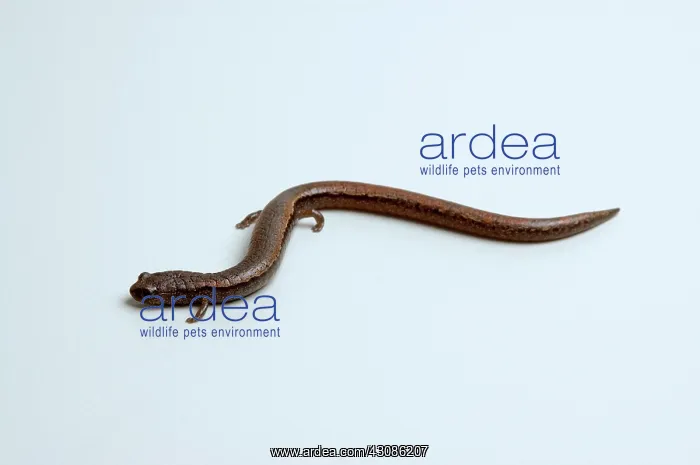 : California Slender Salamander : California Slender Salamander