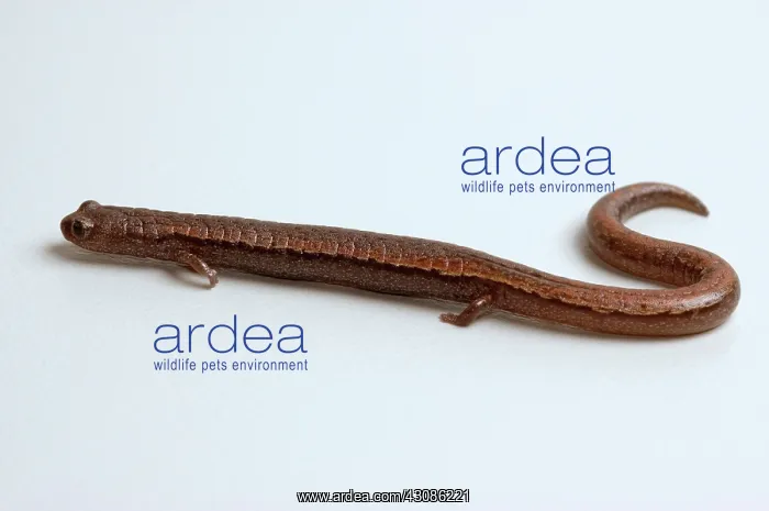 : California Slender Salamander : California Slender Salamander