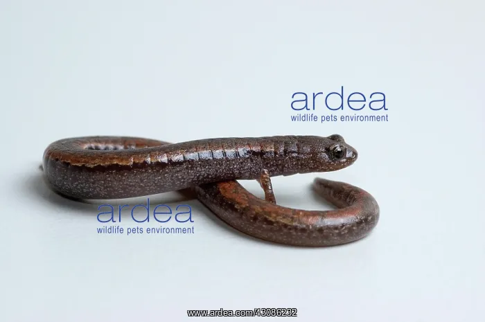 : California Slender Salamander : California Slender Salamander