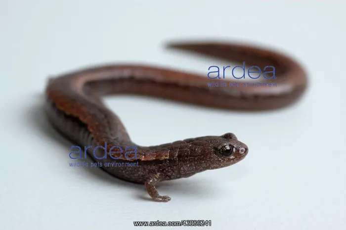 : California Slender Salamander : California Slender Salamander