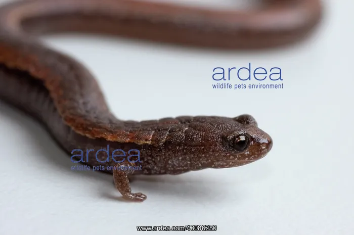 : California Slender Salamander : California Slender Salamander