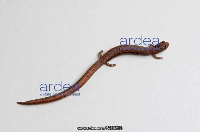 : California Slender Salamander : California Slender Salamander