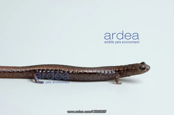: California Slender Salamander : California Slender Salamander