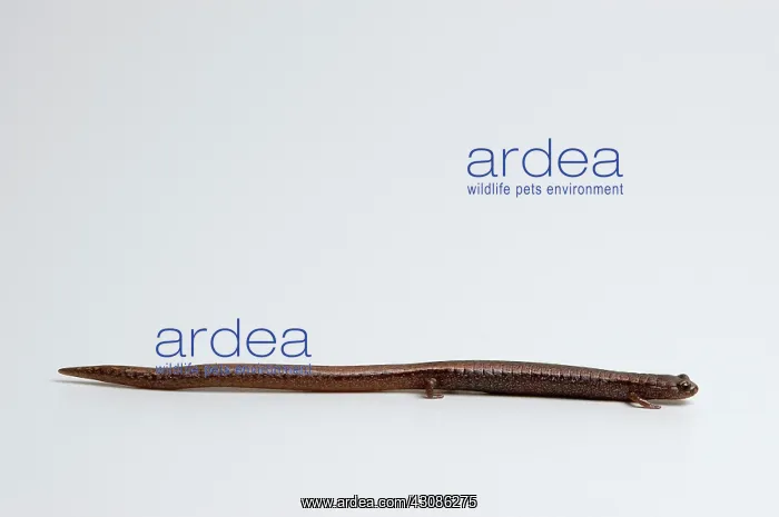 : California Slender Salamander : California Slender Salamander